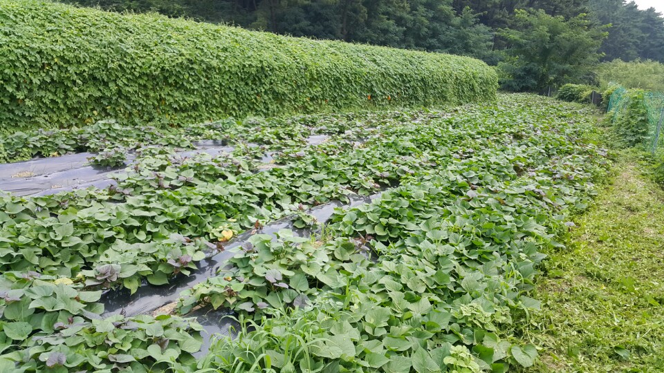 인성원 고구마밭 여주밭 풍경입니다